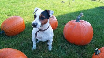 Štěňátko Jack Russell - 7