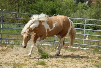 Nabízím připouštění plemeným hřebcem APH - 7