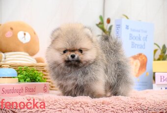 Pomeranian mini - 7