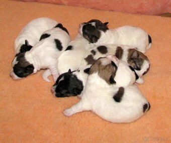 Jack Russell teriér – 4 fenky + 2 pejsci s PP k rezervaci - 7