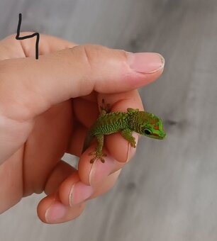 felsuma madagaskarská (Phelsuma madagascariensis) - 7
