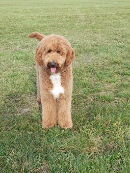 Pudl velký ( královský) štěňata bez pp - 7