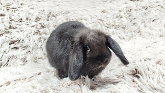 Zakrslý beránek, králíček, králík - BIBI - 7