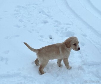 Bígl X Pražský krysařík - 7