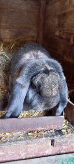 Francouzský beran - 7