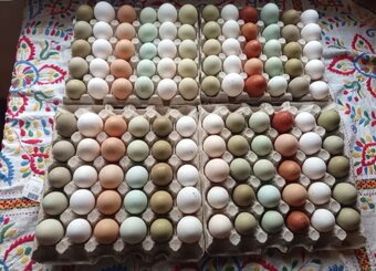 Nosnice 12 týdnů -objednávky - 7