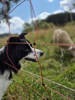 Krytí border kolie bez Pp - 7