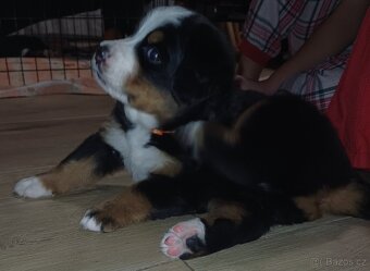 BERNSKÝ SALAŠNICKÝ -  ZIMNÍ EDICE ❄️ (BSP) - 7