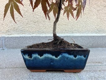 Bonsai, Bonsaj, japonský javor, skalky - 7