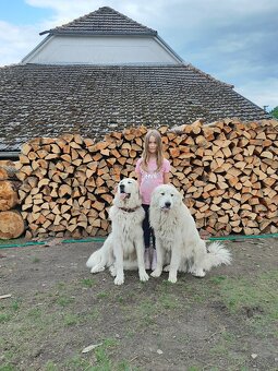 Štěně pyrenejský horský pes - 7