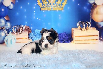 biewer terier s PP jorkšírský - 7