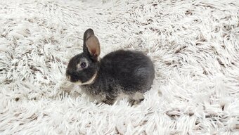 Zakrslý králík, králíček -(REX)-DYLAN A DAISY - 7