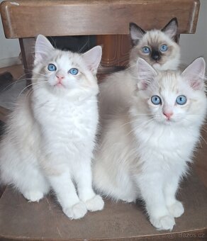 Kočičky ragdoll s PP - 7