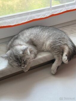 Britská čistokrevná koťata (=^‥^=) - 7