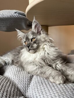 Mainská mývalí kočka s PP - 7