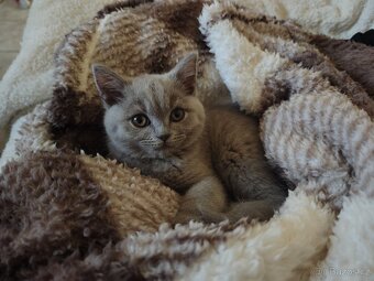Britská koťátka - 7