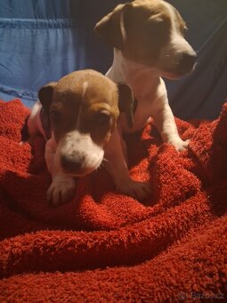 Jack Russell teriér - 7