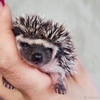 Ježek bělobřichý - 7