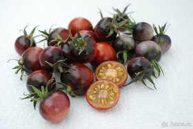 Divoká rajčata - různé druhy - semena - 7