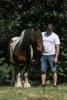 Irský cob valach - 7