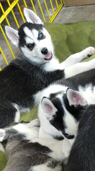 Sibiřský husky bez PP - poslední 3 kluci - 7