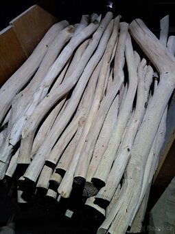 Lipový kmen pro řezbáře - 7