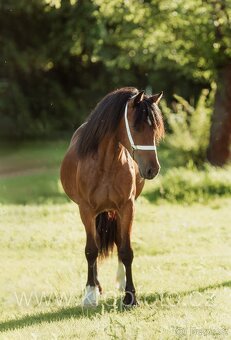 klisna Welsh pony of cob type - 7
