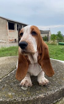 Basset Hound štěňátka s PP - 7
