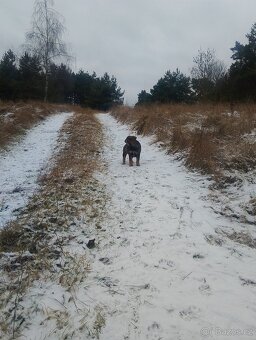 Německý ovčák kříženec - 7