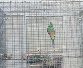 Papoušek mnohobarvý - 7