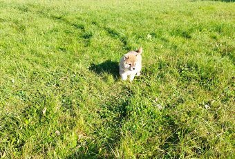 Štěňátka Shiba inu - 7