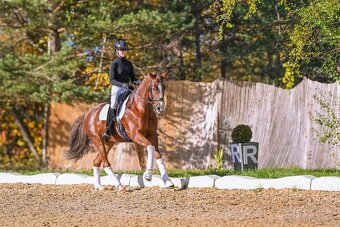 Drezurní westfálský valach - 7