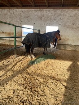 Klisna Pony B - 7
