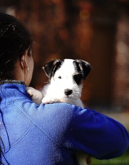 Štěňátko - pejsek Jack Russell Teriéra s PP - 7
