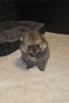 Štěňata pomeraniana - 7