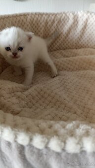 Britská kočička  s PP - 7