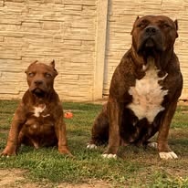 Krytí AmericanBully XXL - 7