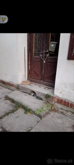 Prodám dum-Jablonec nad Jizerou. - 7