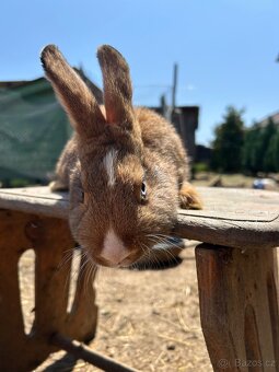unikátní jedinci jako mazlíčci nebo do chovu - 7