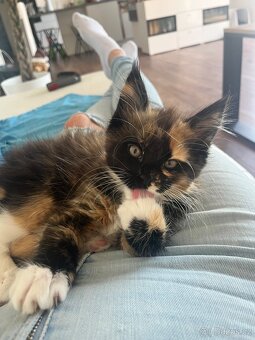 maciatka Maine coon/ mainske myvalie s PP - 7