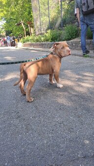 American Bully standard - k odběru - 7