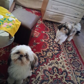 Prodám pejska shih-tzu,shi-tzu, 16mesacný, čipovaný - 7