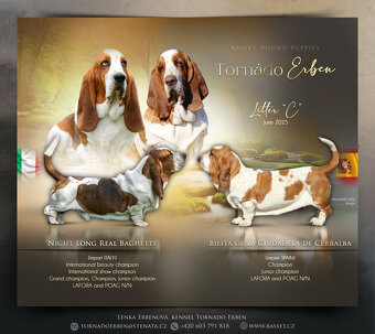 Basset hound - štěňátka s PP po importovaných rodičích - 7