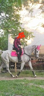 Predám kobylku Shagya Arab má 14r výška 175cm má pás a pôvod - 7