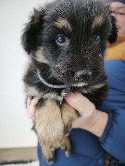 Štěňata - Kříženci Chodského psa - 7