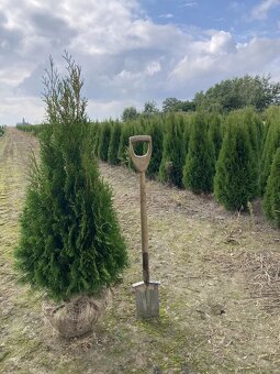 Thuje Thuja Smaragd - rozvoz po celé ČR - 7