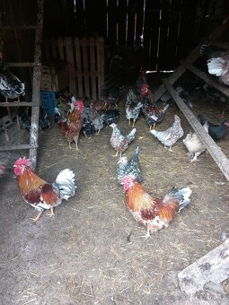 Švédská květina-násadová vejce - 7