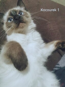 Ragdoll koťátka bez PP - 7