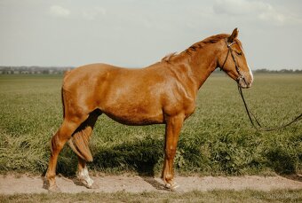 Polský sportovní kůň - valach - 7