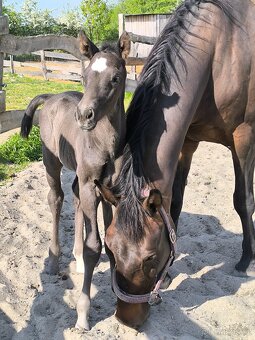 Letošní hřebeček - 7